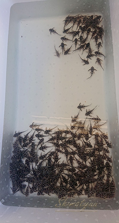 ����ڥꥢ�를�֥顡�ȣ£����ɡ�6.0��8.5cm��ͺ1ɤ