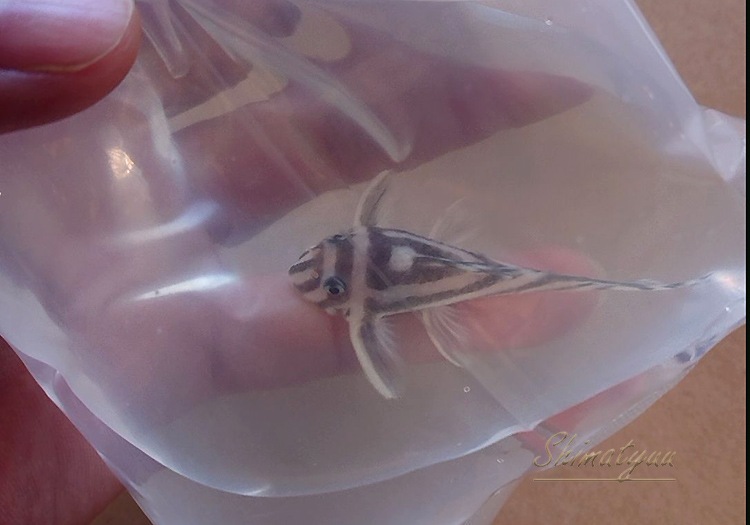 ����ڥꥢ�를�֥顡�ȣ£����ɡ�6.0��8.5cm��ͺ1ɤ