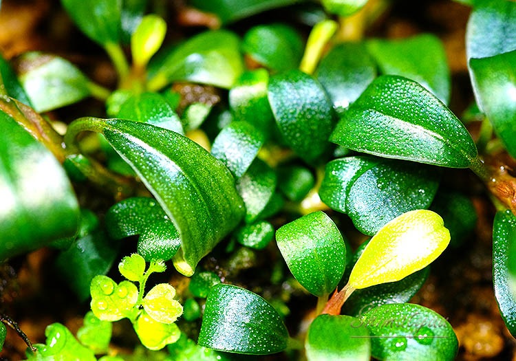 ����ʪ��Bucephalandra sp. Mini Dreadnought�����  2020.10��No.50