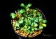 ����ʪ��Bucephalandra sp. Mini Dreadnought�����  2020.10��No.50