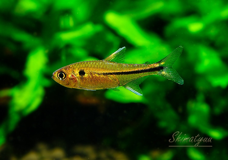 ��Ǯ�ӵ��ۡ���åɥե���ӥå���ޡ����ƥȥ顡��Rio Copatona �ɡ�WILD��1ɤ