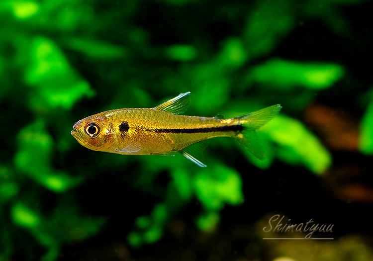 ��Ǯ�ӵ��ۡ���åɥե���ӥå���ޡ����ƥȥ顡��Rio Copatona �ɡ�WILD��1ɤ