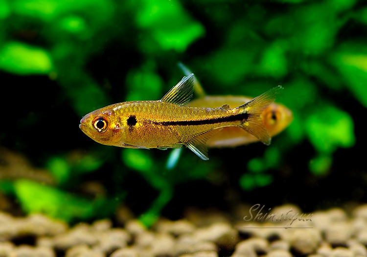 ��Ǯ�ӵ��ۡ���åɥե���ӥå���ޡ����ƥȥ顡��Rio Copatona �ɡ�WILD��1ɤ