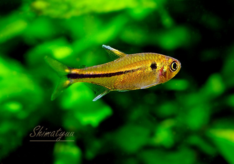 ��Ǯ�ӵ��ۡ���åɥե���ӥå���ޡ����ƥȥ顡��Rio Copatona �ɡ�WILD��1ɤ