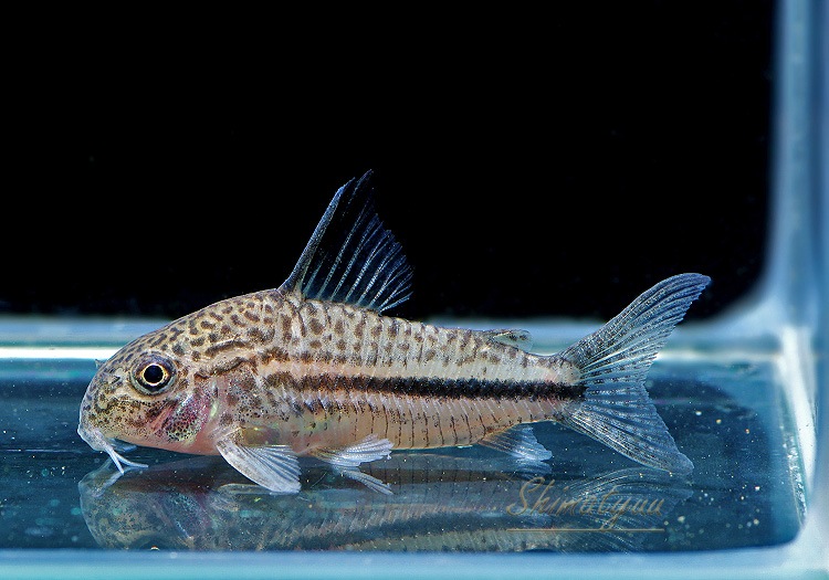 ʪã.sp.ԥѥȥꥪץʡɡWILDNo.02