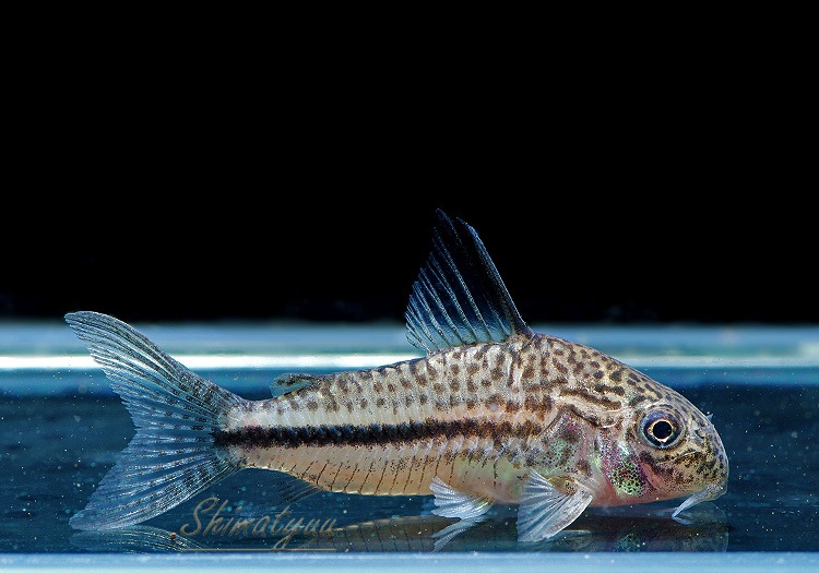 ʪã.sp.ԥѥȥꥪץʡɡWILDNo.02