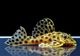 ����ʪ���إߥ��󥷥��ȥ륹 ��ǥ����󥹡�WILD���ȥ���ʥ�ɡ�No.03
