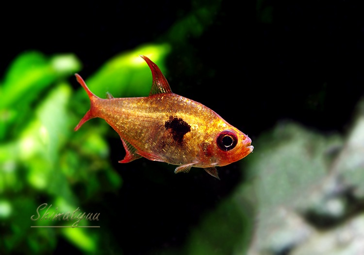 熱帯魚】 元祖 プラチナ・レッドファントム・テトラ “ルブラ” 激赤