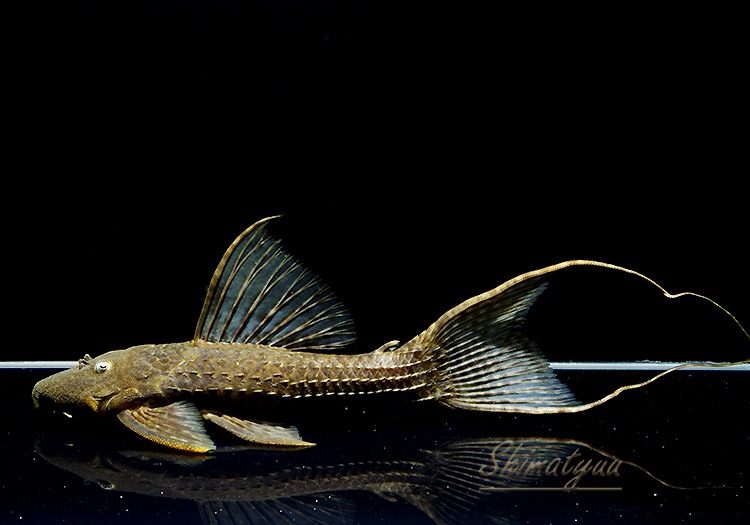 ����ʪ�����󥰥����ꡡ ���ܥĥ��륤�ɡ�2019.2���ܡ�No.06