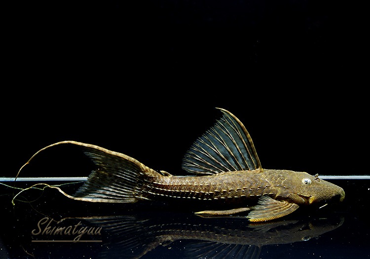 ����ʪ�����󥰥����ꡡ ���ܥĥ��륤�ɡ�2019.2���ܡ�No.06