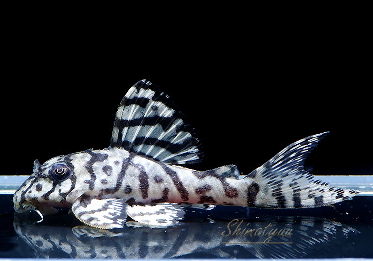 ����ʪ��L236���ꥢ�롡�ᥬ���饦�󥼥֥顡�礭�ܡ�No.10