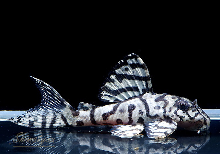 ����ʪ��L236���ꥢ�롡�ᥬ���饦�󥼥֥顡�礭�ܡ�No.10