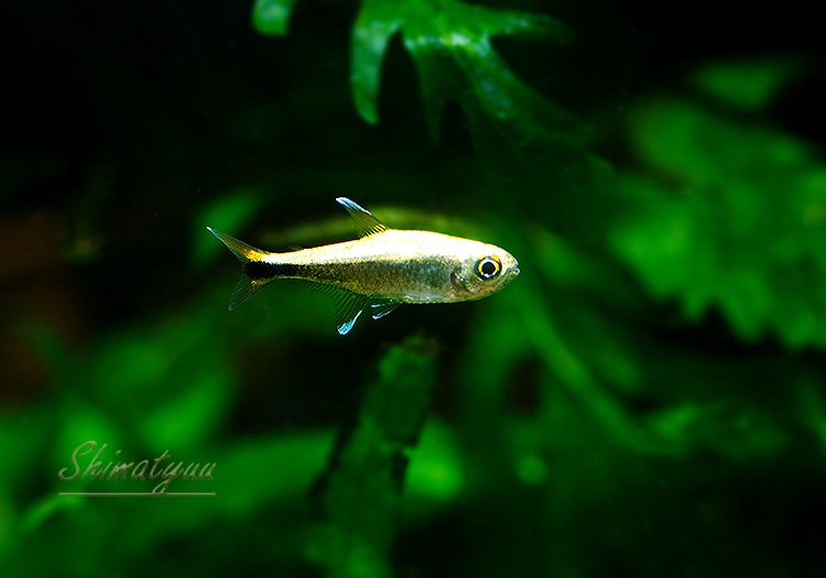 ��Ǯ�ӵ��ۡ���åɥơ��르����ǥ�ƥȥ顡WILD��10ɤ