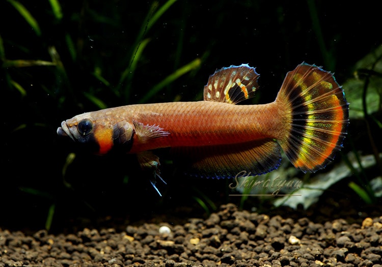 熱帯魚】ベタ マクロストマ WILD “MARUDI” 1Pr | 熱帯魚,ベタ