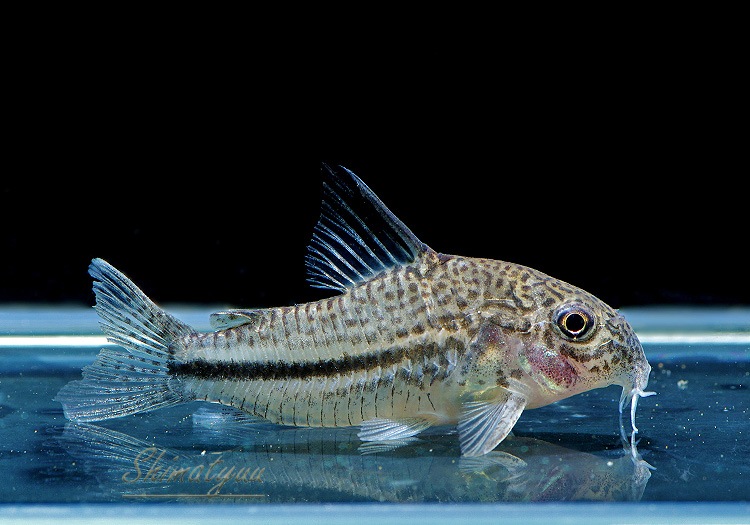 ʪã.sp.ԥѥȥꥪץʡɡWILDNo.03