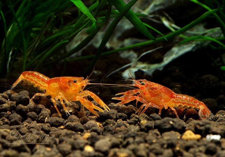 メキシカンドワーフザリガニ 1匹 シュリンプ スネール その他甲殻類 Aqua F東京店通販ショップ