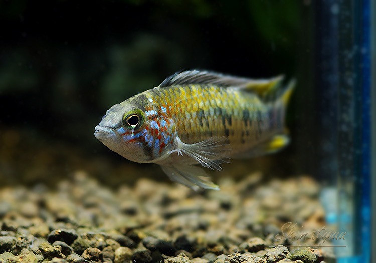 Ap ウィンケルフレック WILD 1Pr | アピストグラマ ,アピスト 