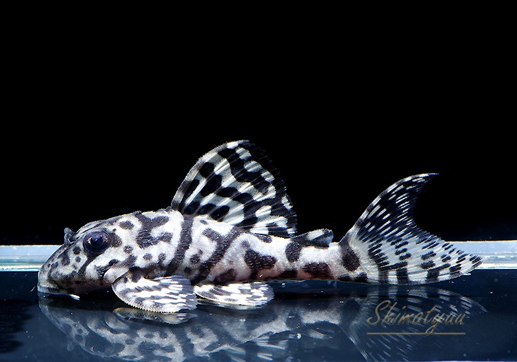 ����ʪ��L236���ꥢ�롡�ᥬ���饦�󥼥֥顡�礭�ܡ�No.11