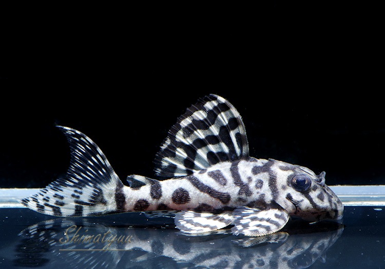 ����ʪ��L236���ꥢ�롡�ᥬ���饦�󥼥֥顡�礭�ܡ�No.11