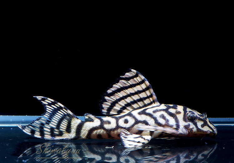 ����ʪ��L333���ڥ���롡�ꥢ�� �ᥬ���饦�󥼥֥顡No.08