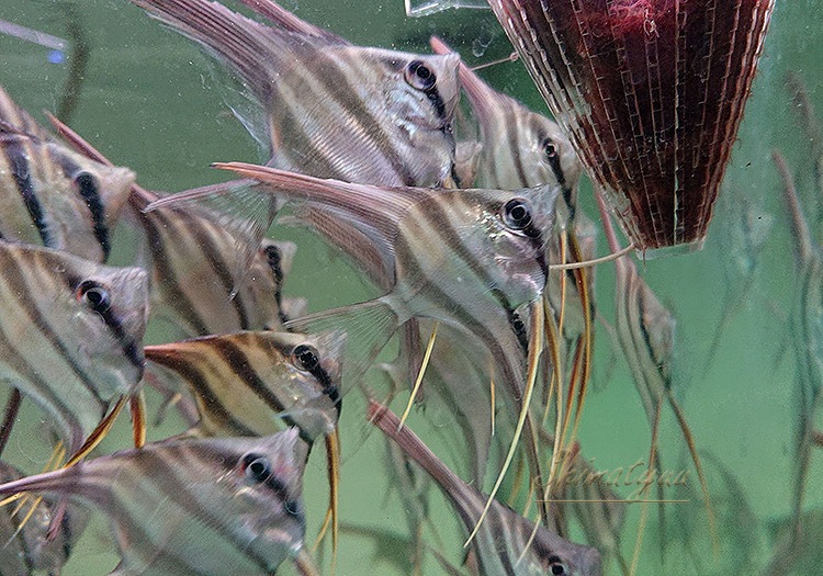 Ǯӵۡ륿२󥼥롡ML)ꥪӥ5ɤ