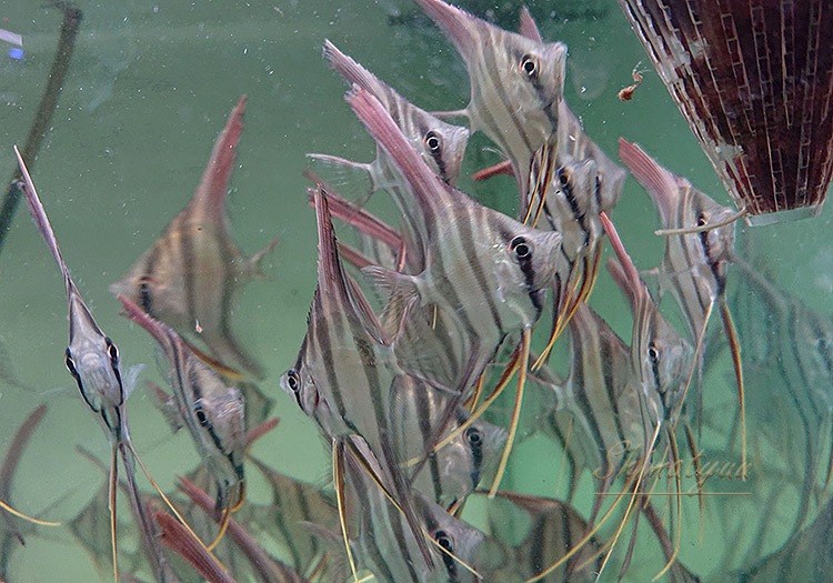 Ǯӵۡ륿२󥼥롡ML)ꥪӥ5ɤ