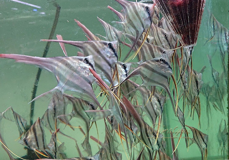 Ǯӵۡ륿२󥼥롡ML)ꥪӥ5ɤ