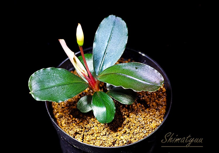 ʪBucephalandra sp. Satan Red  2020.10No.52