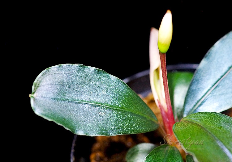 ����ʪ��Bucephalandra sp. Satan Red�����  2020.10��No.52