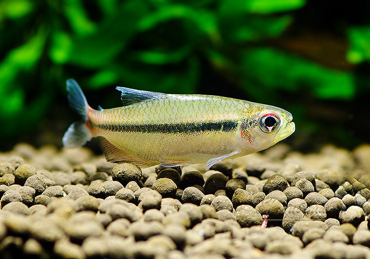 ��Ǯ�ӵ��ۡ����Υ���.sp. ���르�ɥ�WILD����Río Algodon�ɡ�3ɤ