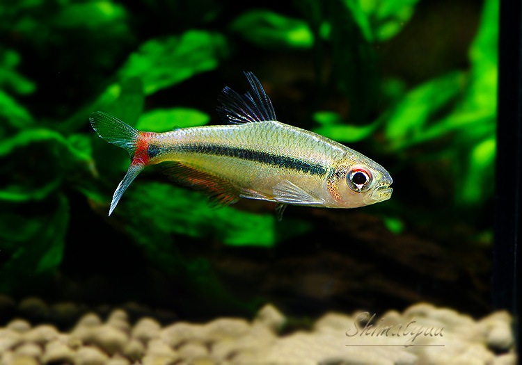 ��Ǯ�ӵ��ۡ����Υ���.sp. ���르�ɥ�WILD����Río Algodon�ɡ�3ɤ