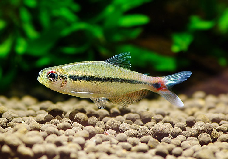 ��Ǯ�ӵ��ۡ����Υ���.sp. ���르�ɥ�WILD����Río Algodon�ɡ�3ɤ