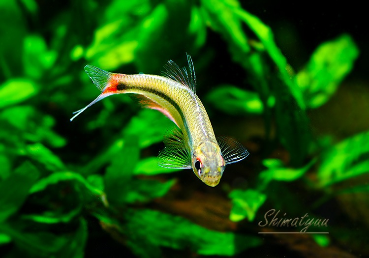 ��Ǯ�ӵ��ۡ����Υ���.sp. ���르�ɥ�WILD����Río Algodon�ɡ�3ɤ