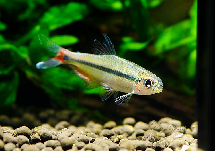 ��Ǯ�ӵ��ۡ����Υ���.sp. ���르�ɥ�WILD����Río Algodon�ɡ�3ɤ