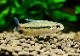��Ǯ�ӵ��ۡ����Υ���.sp. ���르�ɥ�WILD����Río Algodon�ɡ�3ɤ