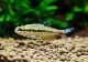 ��Ǯ�ӵ��ۡ����Υ���.sp. ���르�ɥ�WILD����Río Algodon�ɡ�3ɤ