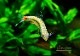 ��Ǯ�ӵ��ۡ����Υ���.sp. ���르�ɥ�WILD����Río Algodon�ɡ�3ɤ