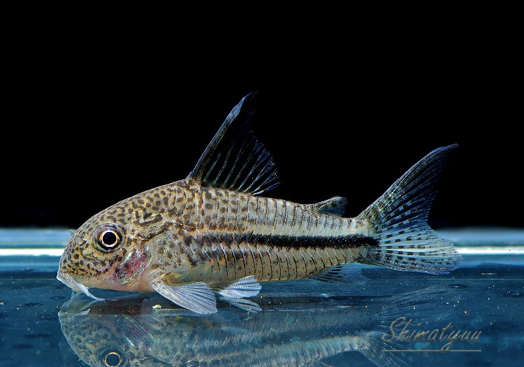 ʪã.sp.ԥѥȥꥪץʡɡWILDNo.04