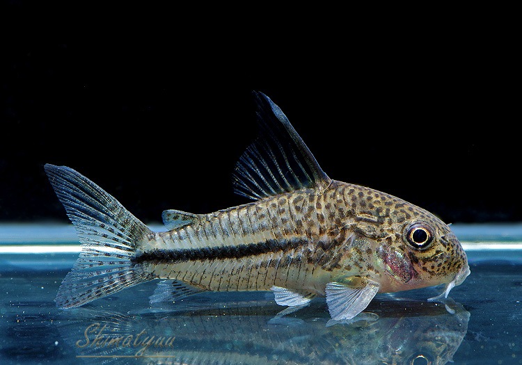 ʪã.sp.ԥѥȥꥪץʡɡWILDNo.04