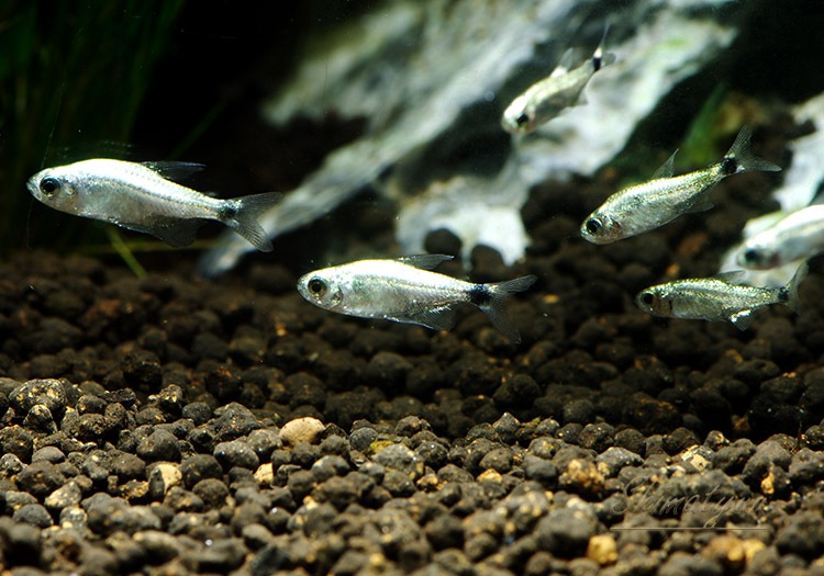 熱帯魚 プラチナテトラ オーロ Wild 1匹 熱帯魚 カラシンｗild Aqua F東京店通販ショップ