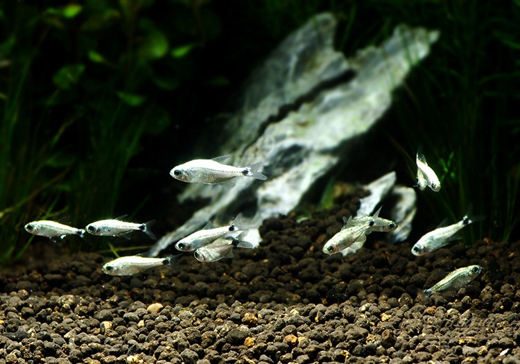 熱帯魚 プラチナテトラ オーロ Wild 1匹 熱帯魚 カラシンｗild Aqua F東京店通販ショップ