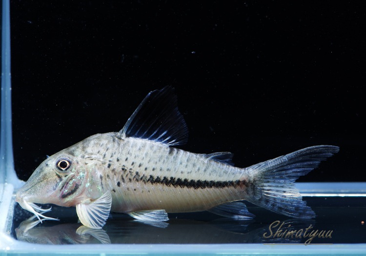 PSA10 フリスチーナ・コクリー KR Lycee Overture PSA10 フリスチーナ・コクリー KR