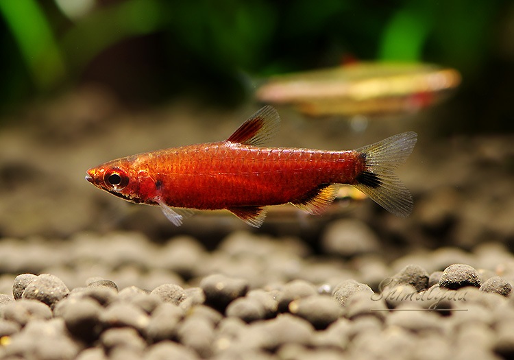 Ǯӵۡॾåɥڥ󥷥롡WILDͺ3ɤ