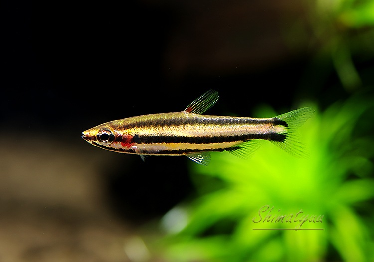 Ǯӵۡॾåɥڥ󥷥롡WILDͺ3ɤ