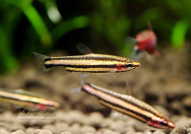 Ǯӵۡॾåɥڥ󥷥롡WILDͺ3ɤ