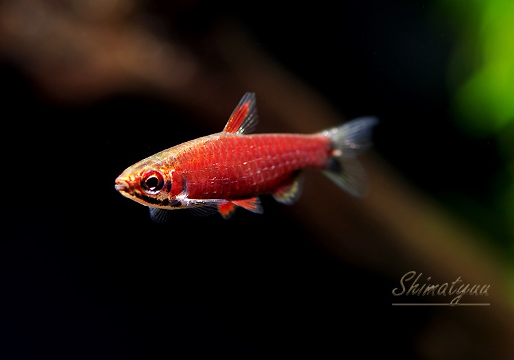 Ǯӵۡॾåɥڥ󥷥롡WILDͺ3ɤ