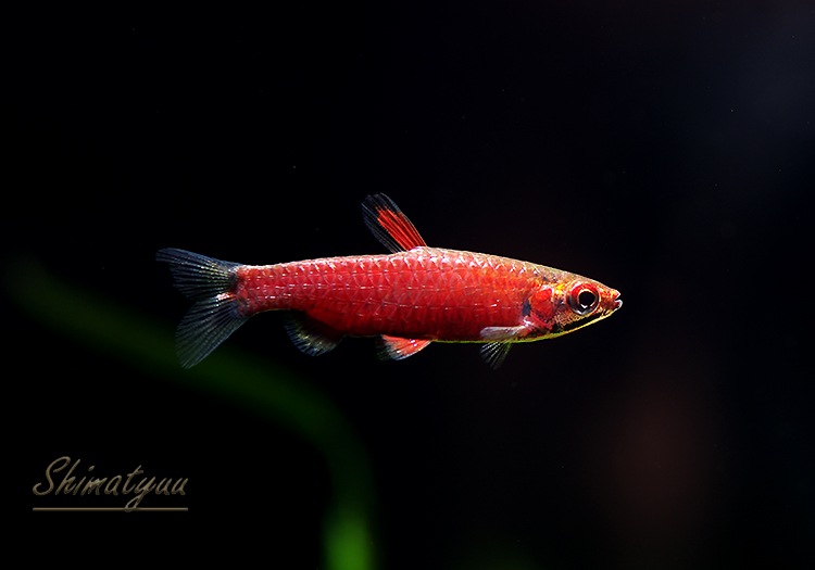 Ǯӵۡॾåɥڥ󥷥롡WILDͺ3ɤ