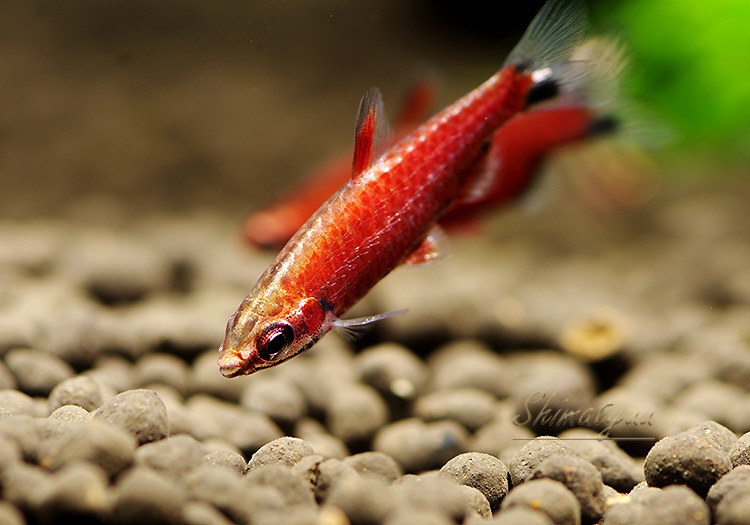 Ǯӵۡॾåɥڥ󥷥롡WILDͺ3ɤ