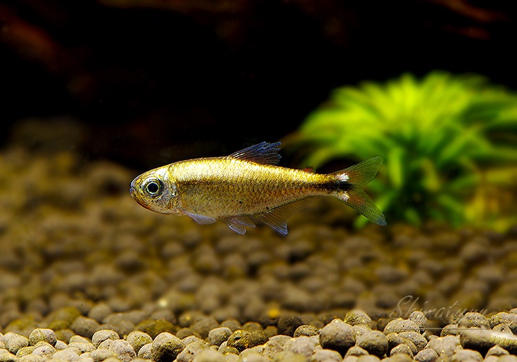 熱帯魚】 プラチナ・モンクホーシャ ロペシィ “クイアバ” WILD 3匹