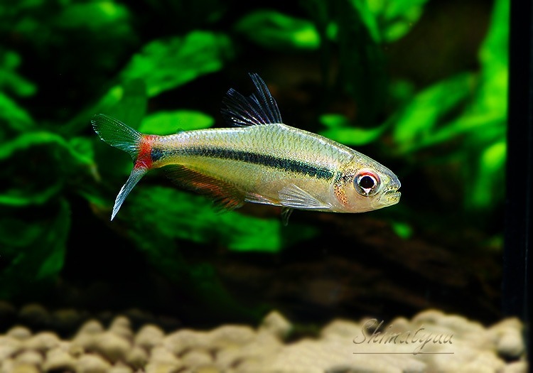 ��Ǯ�ӵ��ۡ����Υ���.sp. ���르�ɥ�WILD����Rio Algodon�ɡ�1ɤ